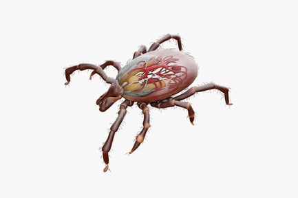 Preview: Ixodes Ricinus Tick Anatomy