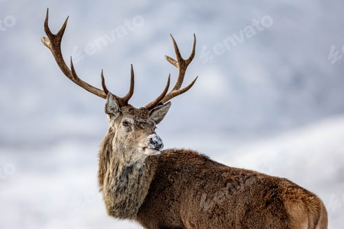 Preview: Red deer stag in the snowy Scottish landscape of Cairngorms