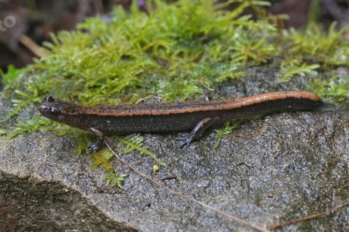 Preview: Closeup on a Western Red-backed , Plethodon vehiculum, Oregon , Pacific West coat