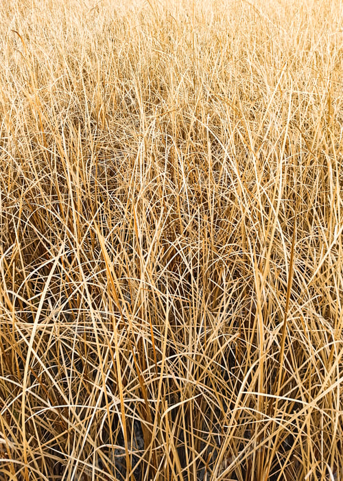 Preview: Dry reed in the swamp