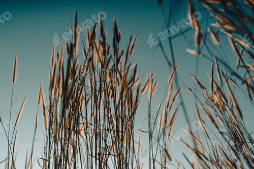 Preview: Soft focus a little wild flower in mountain outdoor field of nature landscape background in summer