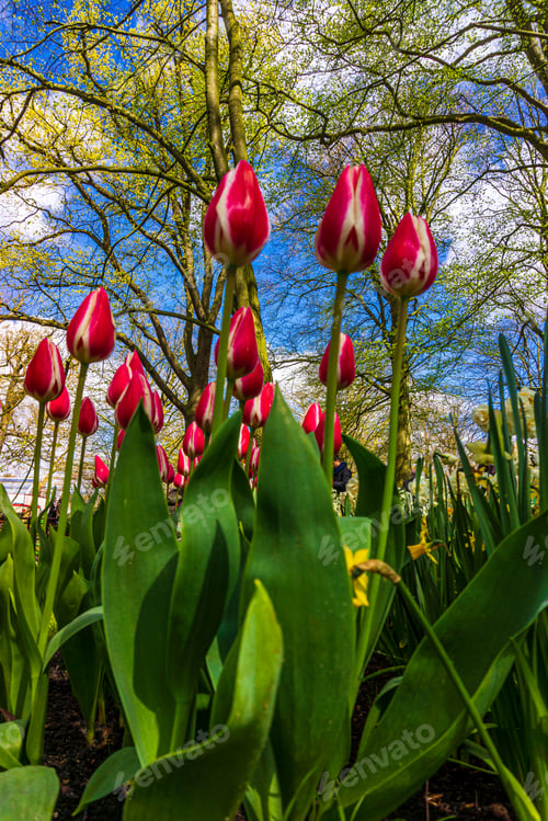 Preview: tulips flowers with green leaves in the park outdoor. beautiful flowers in spring