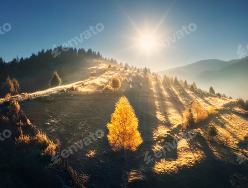 Preview: Aerial view of beautiful orange trees on the hill in mountains
