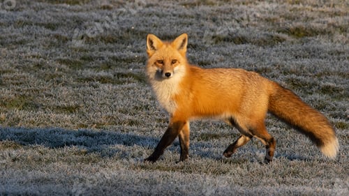 Preview: Scenic view of a red fox walking across a lush green field