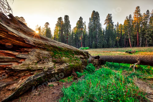 Preview: Sunset On Fallen Giants, The Giant Forest, Sequoia National Park, California