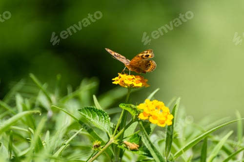 Preview: Butterfly Resting on Yellow Flower Against a Green Background