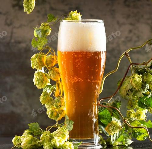 Preview: Glass of light beer with hops around on a dark background