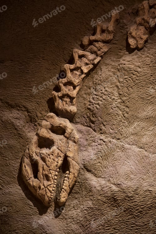 Preview: Dinosaur fossil