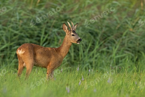 Preview: Roe deer buck chewing on grassland in summertime nature