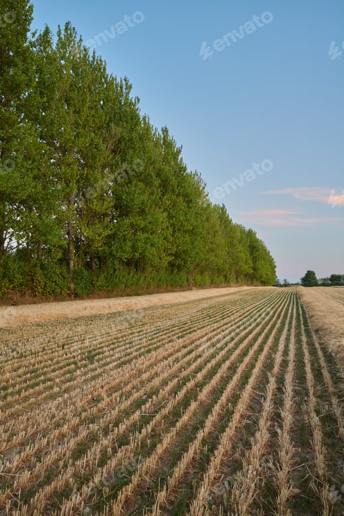 Preview: Countryside in harvest