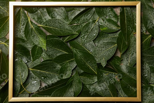 Preview: empty golden frame on green wet fresh leaves background with copy space
