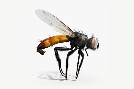 Preview: Cylindromyia Uncinata: Tachinid Fly