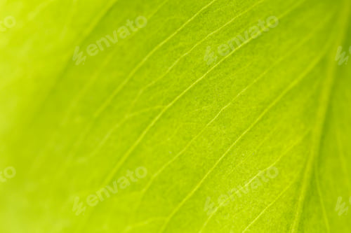 Preview: Macro shot of a green leaf. Background texture. Nature concept.