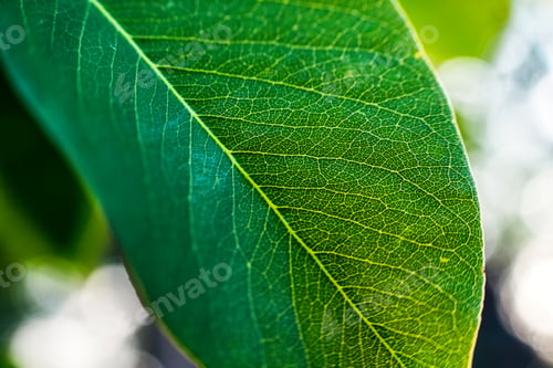 Preview: Green leaf with vein texture in the garden