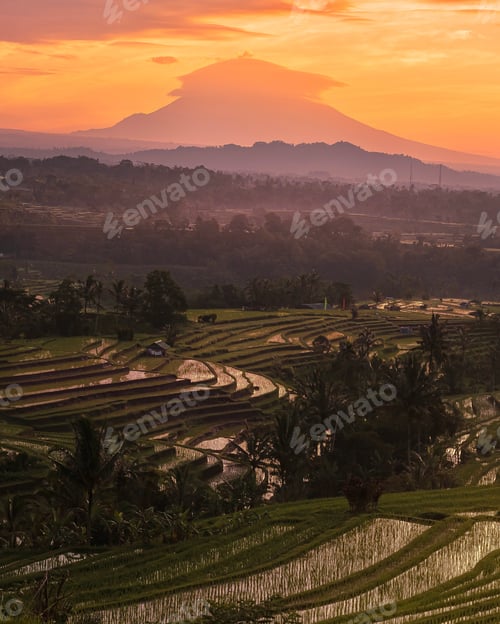 Preview: Vertical shot of a beautiful sunrise in jatiluwih rice terrace in Bali, Indonesia