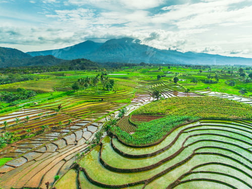Preview: beauty landscape paddy fields natural beautiful morning view from asia