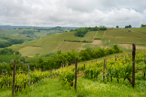 Preview: Vineyards of Monferrato near Mombaruzzo at springtime