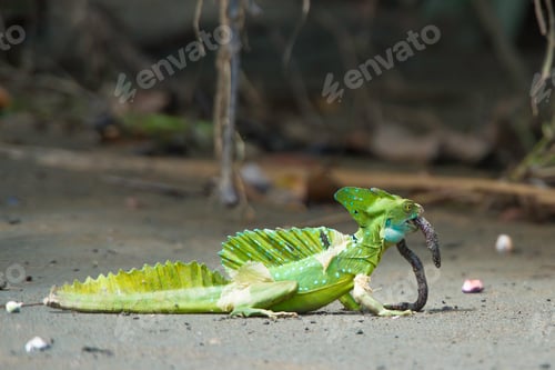 Preview: Basiliscus plumifrons, Plumed basilisk, Basilique a plumes