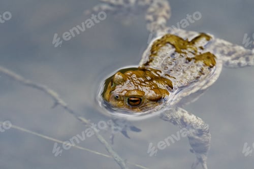 Preview: Common toad (Bufo bufo) swin in a pond