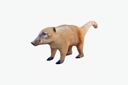 Preview: Coati in ambulatory pose