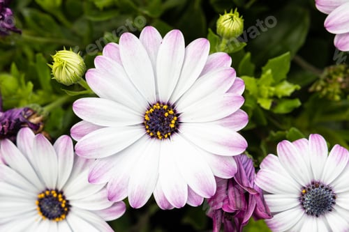 Preview: White and purple African Daisy Flower growing on garden. Dimorphotheca pluvialis