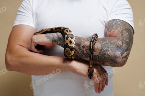 Preview: Person Holding Snake with Tattooed Arms in Close-Up Shot