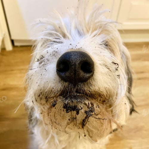 Preview: Dog With Dirty Nise