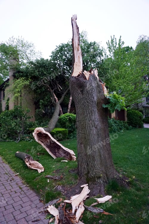 Preview: Tree damage after a storm