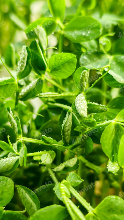 Preview: Microgreens. Growing Peas at Home. Pea Sprouts. Step-by-Step Instructions.
