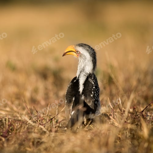 Preview: Southern Yellow-billed Hornbill - Tockus leucomelas