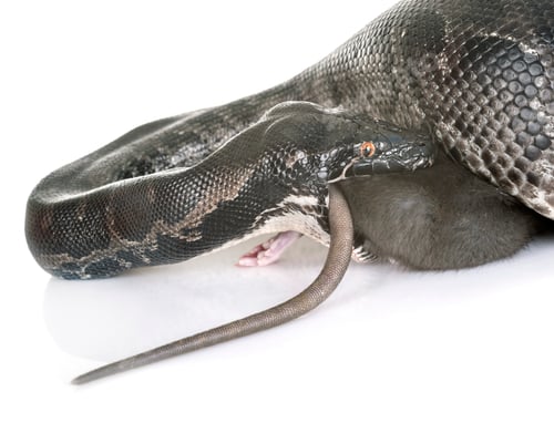 Preview: Python curtus in studio