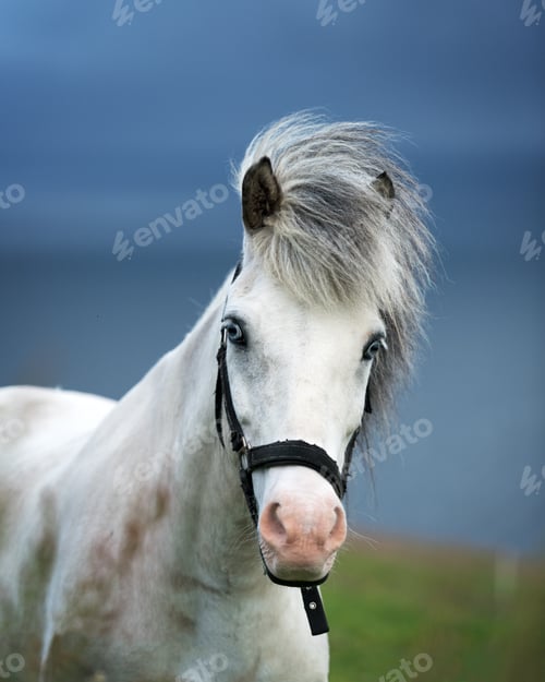 Preview: Portrait of white icelandic horse