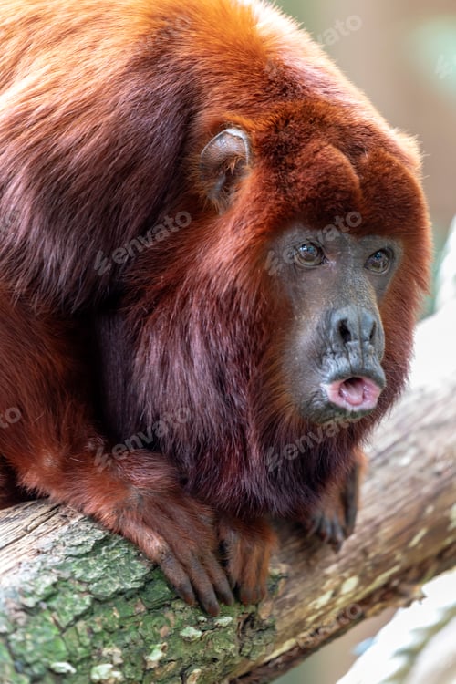 Preview: Red Howler Monkey, close up shot