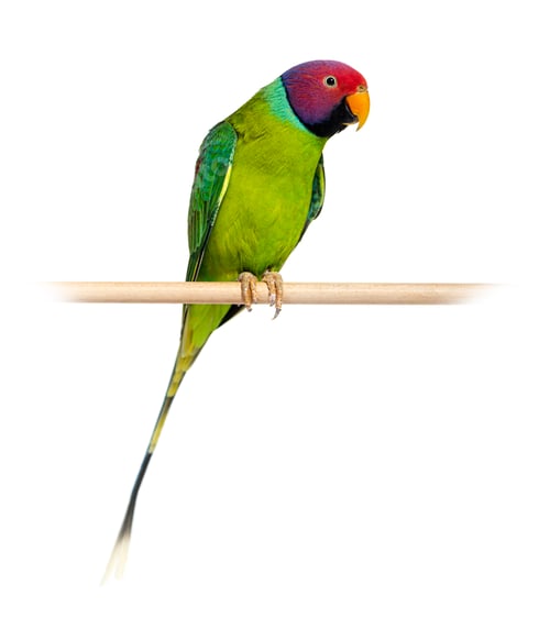 Preview: Male Plum-Headed parakeet perched on a wooden perch - Psittacula