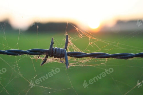 Preview: Barbed