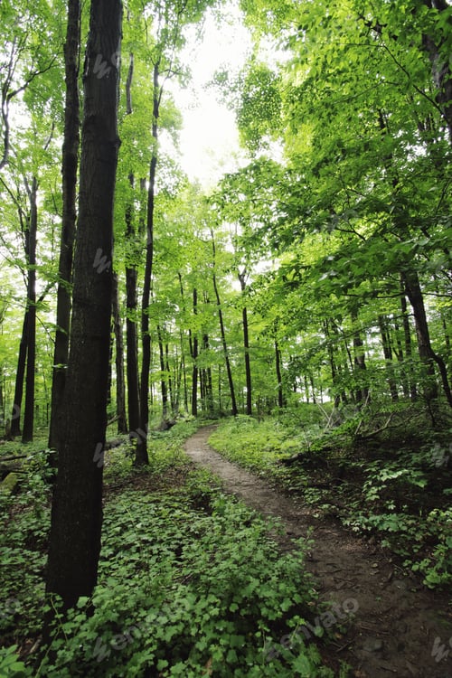 Preview: Trees in the woods
