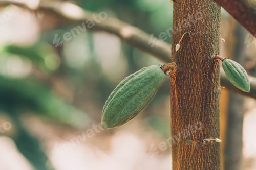 Preview: Cacao Tree (Theobroma cacao). Organic cocoa fruit pods in nature.