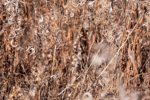 Preview: Dry reed against clear light blue sky on sunny day outdoors.