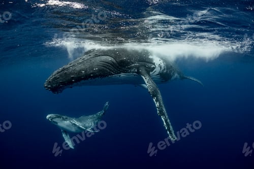 Preview: Humpback whale (Megaptera novaeangliae) and calf in the waters of Tonga