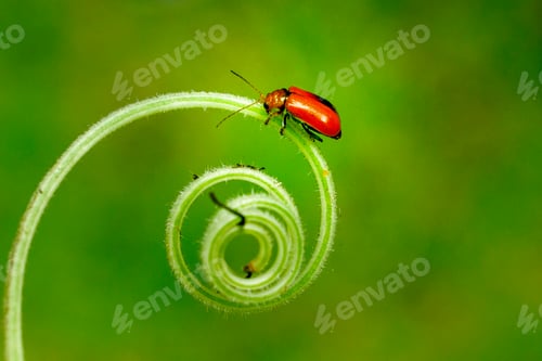 Preview: Ladybug Sitting on a Spiral Stem