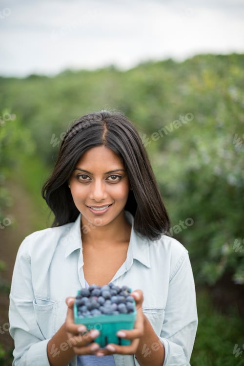 Preview: Organic Farming. A woman holding a punnet of fresh picked organic blueberries, Cyanococcus.