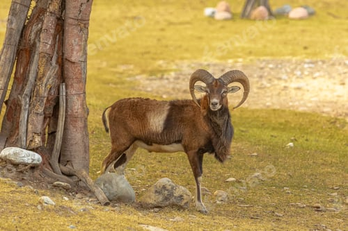 Preview: Solitary mouflon sheep stands in a picturesque grassy meadow, surrounded by large rocks