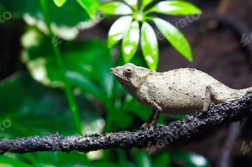 Preview: Pygmy Leaf Chameleon