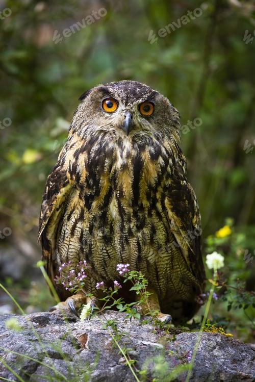 Preview: Interested eurasian eagle-owl looking into camera from front view