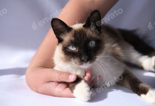 Preview: cute balinese cat laying and looking at viewer