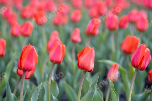Preview: Red tulips on a street flower bed.