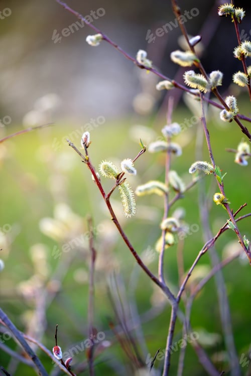 Preview: Flowering pussy willow branch on natural blurred background clos