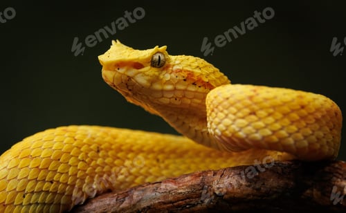 Preview: An Eyelash Viper in Costa Rica