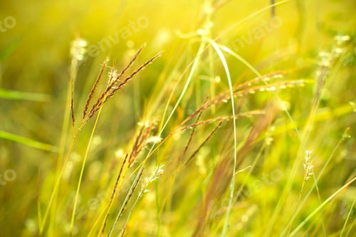 Preview: Grass close up in sunny weather, nature, bokeh.