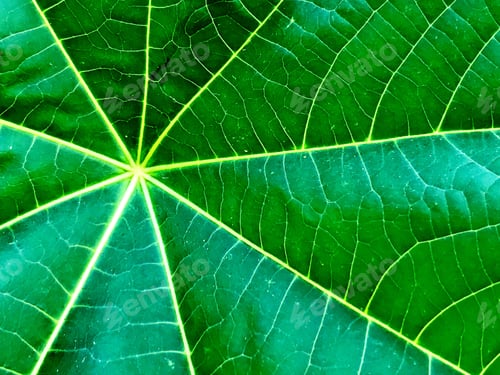 Preview: Leaf Spiral!🌱